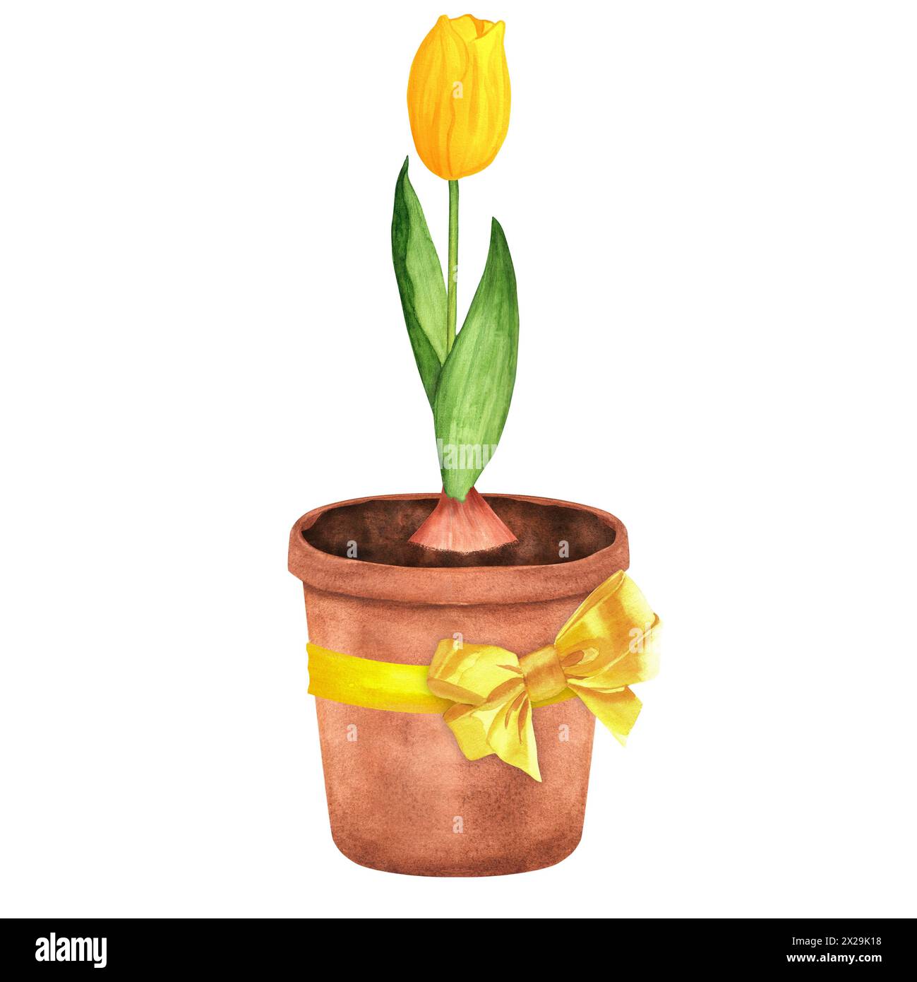 Illustrazione ad acquerello disegnata a mano. Un vaso di fiori decorato con nastro giallo con un arco e con tulipani gialli piantati Foto Stock