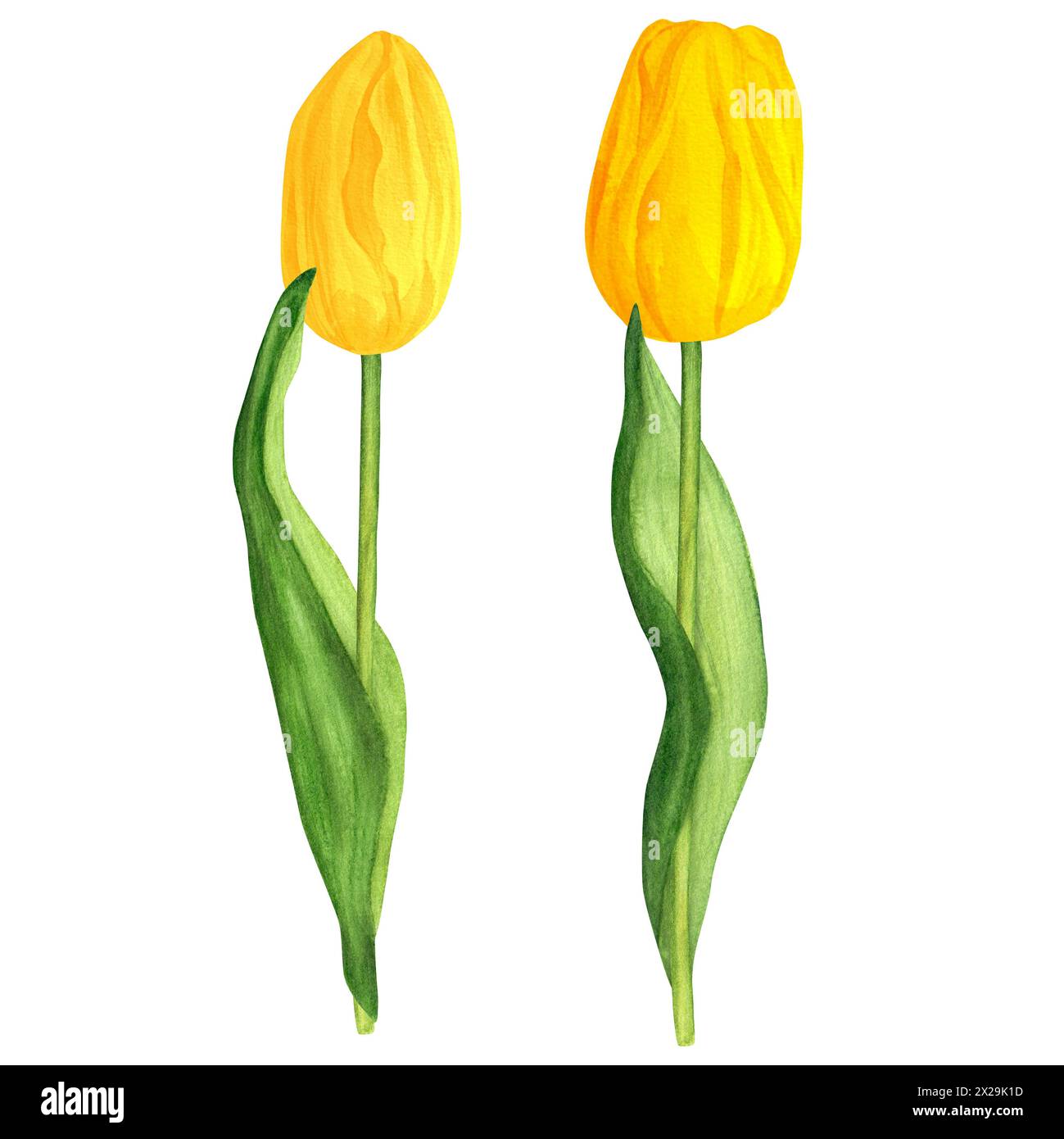 Illustrazione ad acquerello disegnata a mano. Tulipani primaverili gialli per mazzi o altre composizioni floreali Foto Stock