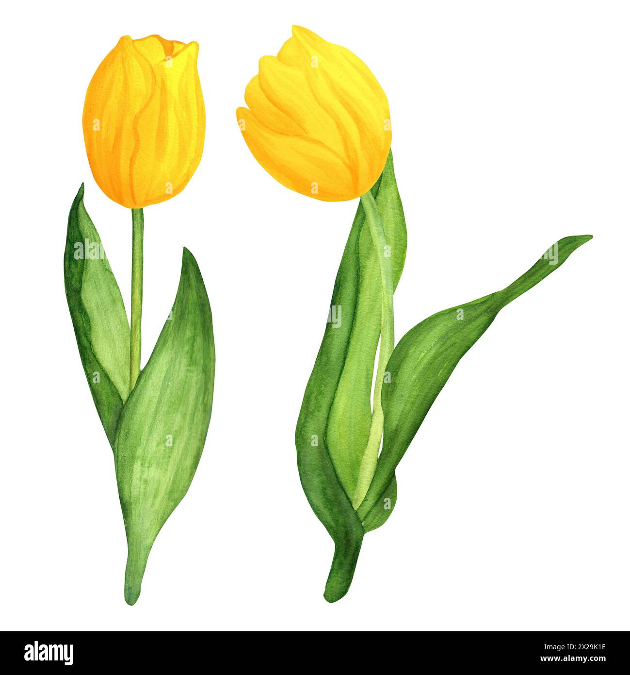 Illustrazione ad acquerello disegnata a mano. Tulipani primaverili gialli per mazzi o altre composizioni floreali Foto Stock