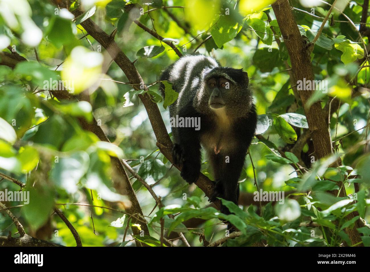 Scimmia Blu nel Parco Nazionale del Lago Manyara, Tanzania Foto Stock