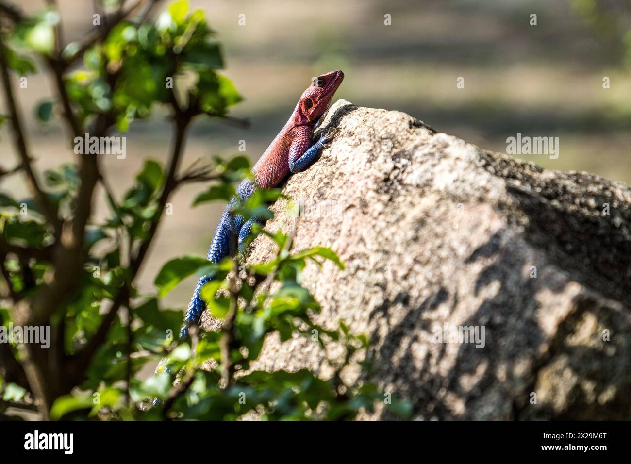 Mwanza roccia a testa piatta agama, Serengeti, Tanzania Foto Stock