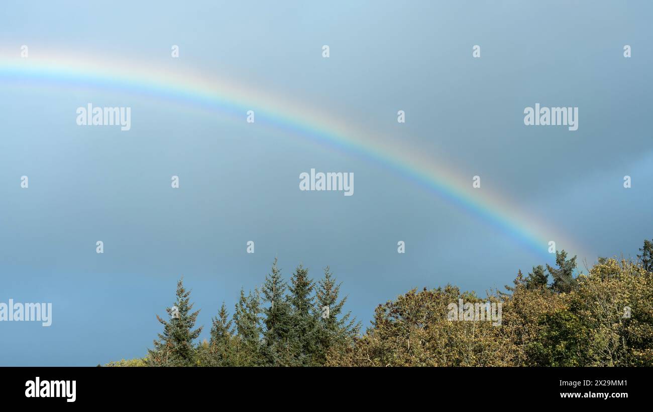 Rainbow e albero Foto Stock