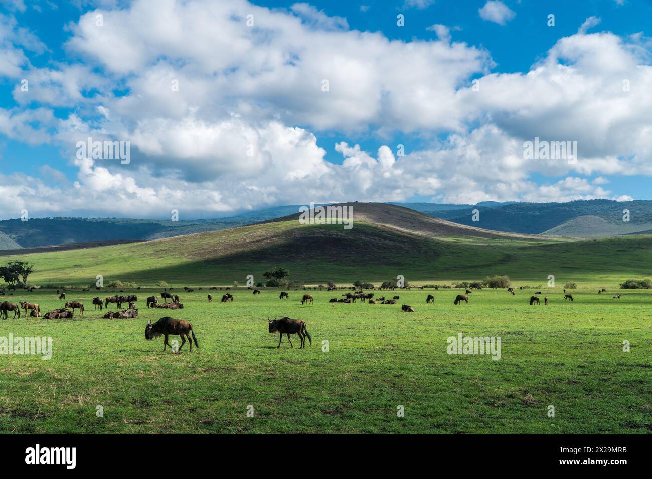 GNU nel cratere di Ngorogoro, Tanzania Foto Stock