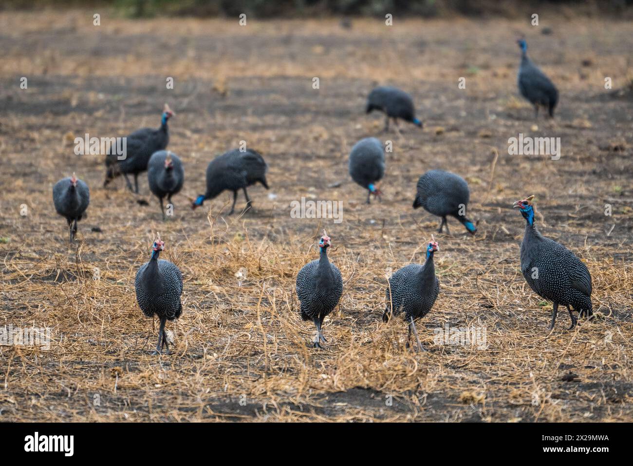 Guineafowl con casco al lago Natron, Tanzania Foto Stock
