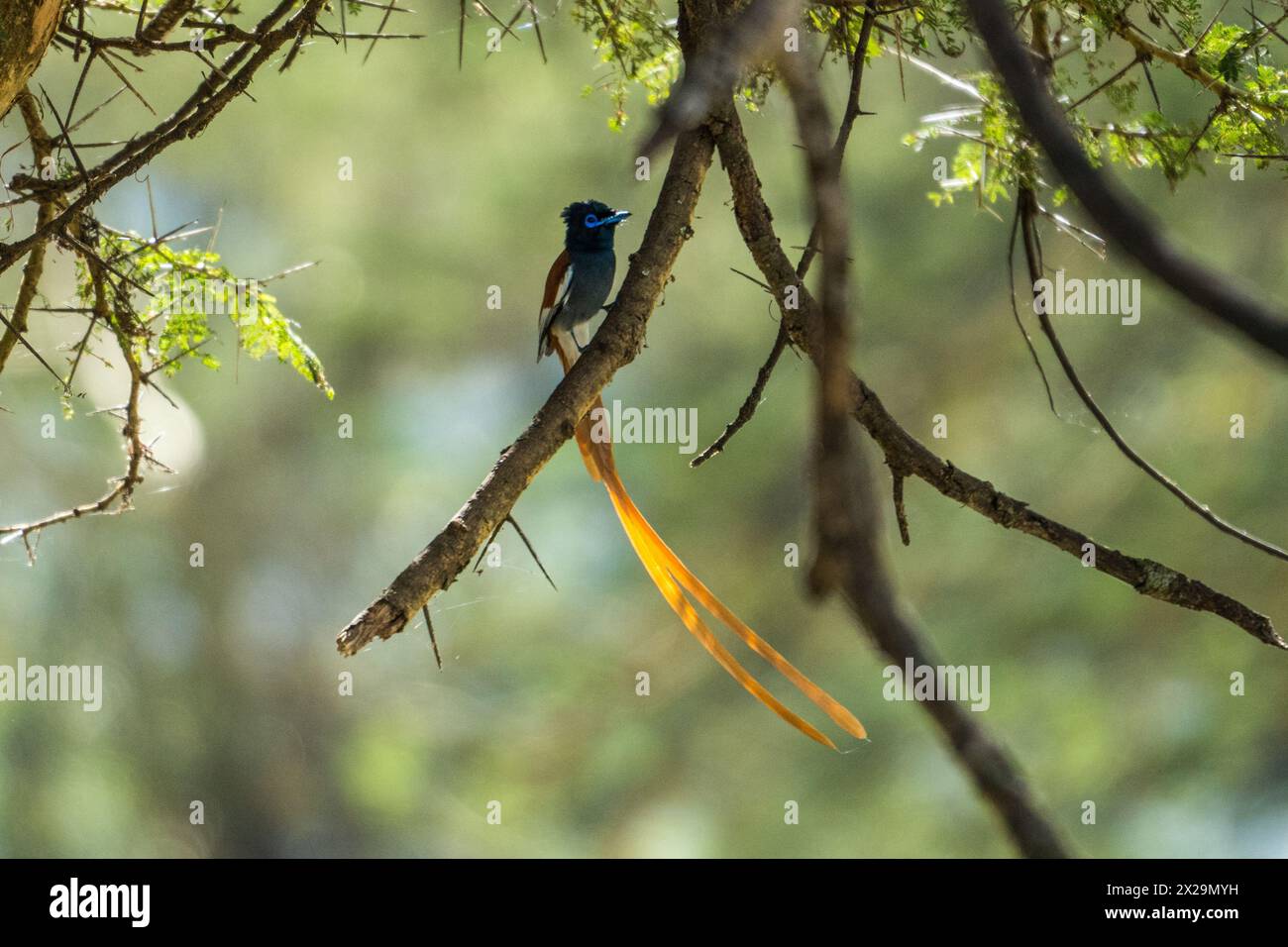 African Paradise flycatcher (maschile), cratere Ngorogoro, Tanzania Foto Stock