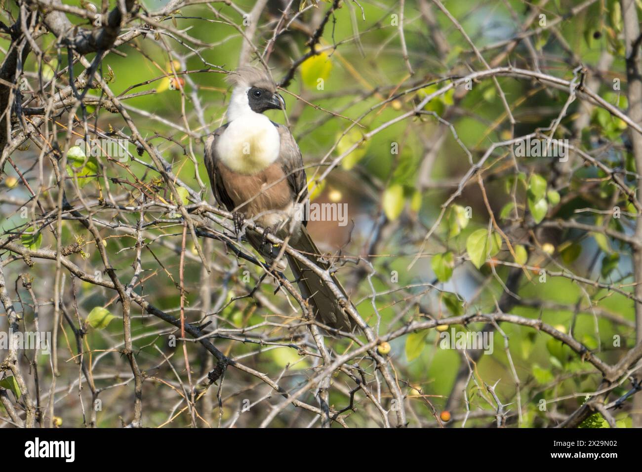 Uccello da asporto nel Parco Nazionale del Tarangire, Tanzania Foto Stock