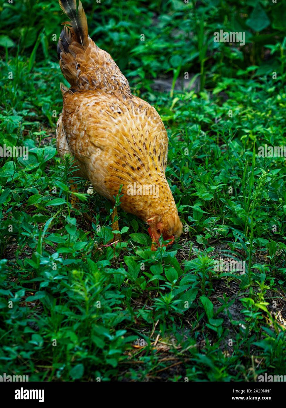 Un pollo immerso nel verde rigoglioso racchiude la vita rurale. Foto Stock