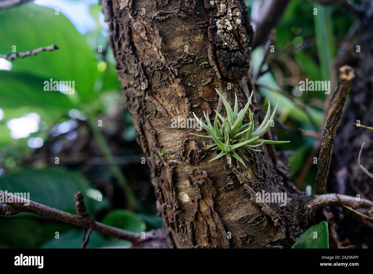 Tillandsia aeranthos sulla corteccia di un albero Foto Stock