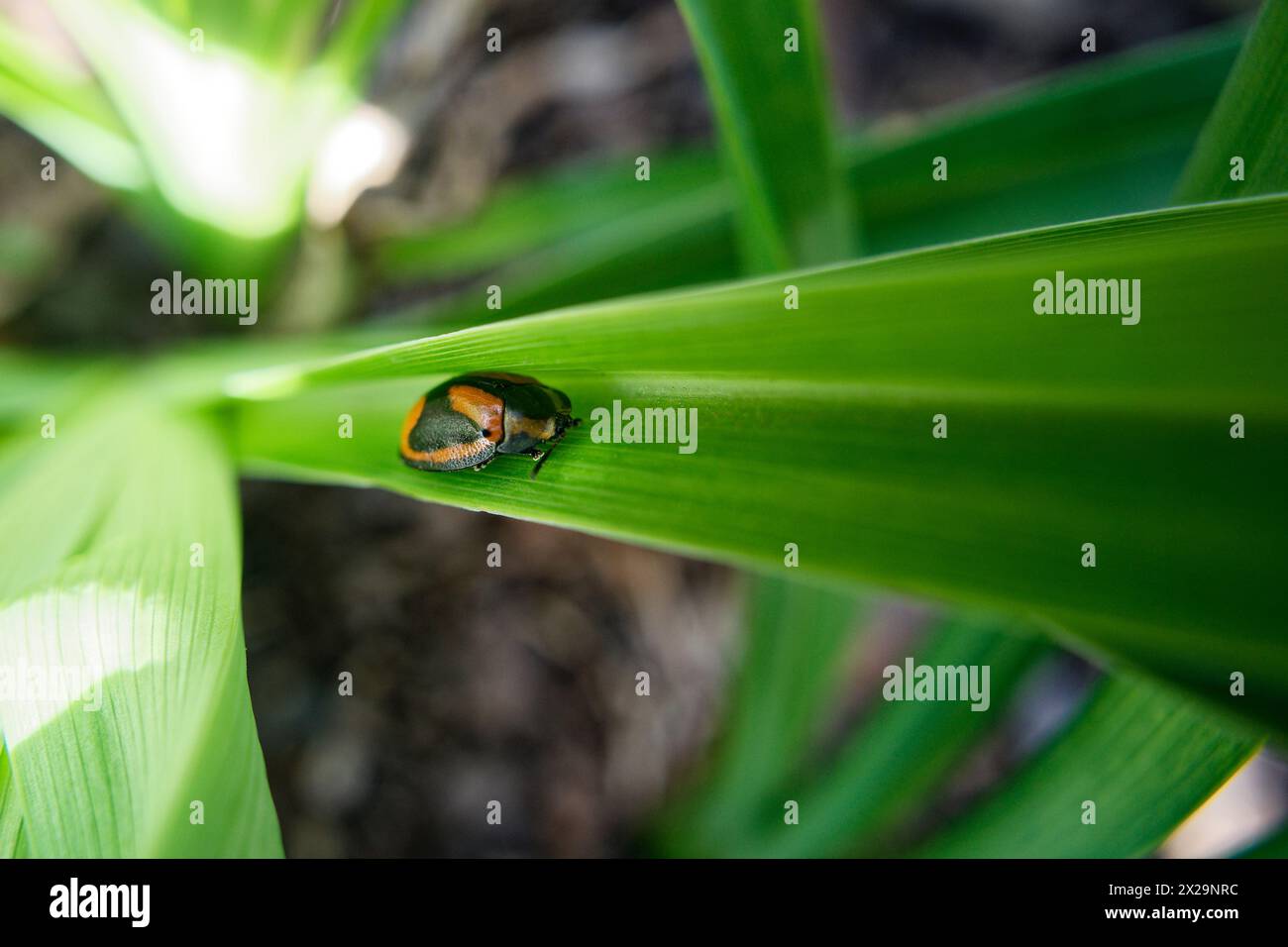 Botanochara angulata, Coccinellidae, Coleoptera Foto Stock