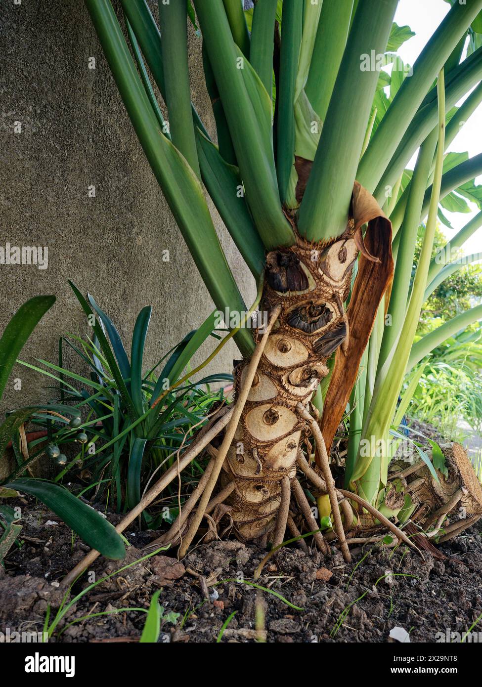 filodendron bipinnatifidum potato con foglie grandi Foto Stock