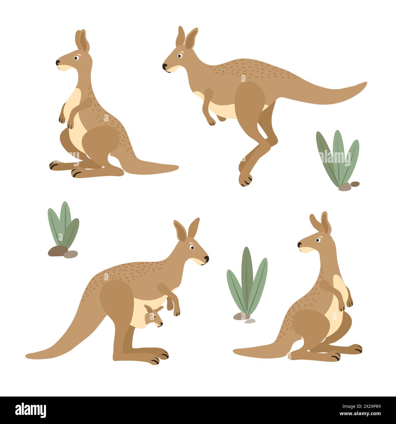 Carino set di canguri. Collezione di personaggi animali australiani. Illustrazione vettoriale dei canguri in posizioni diverse Illustrazione Vettoriale