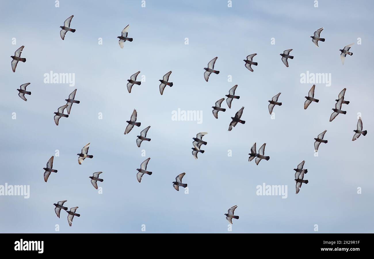 Un grande stormo di piccioni urbani vola sullo sfondo di un cielo nuvoloso. Foto Stock