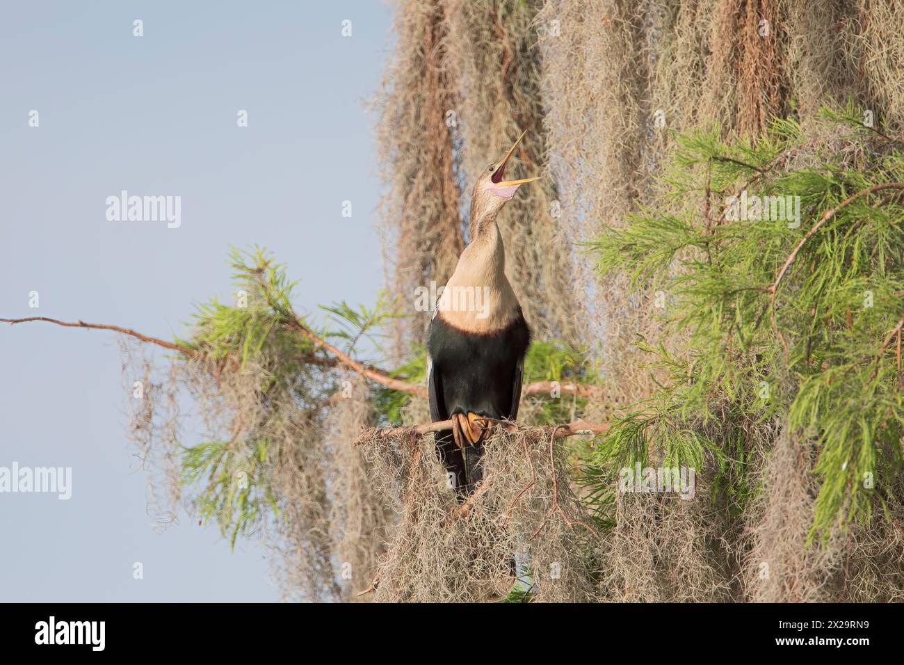 Anhinga (Anhinga anhinga) arroccato con becco aperto, Circle B Bar Reserve, Florida, USA Foto Stock