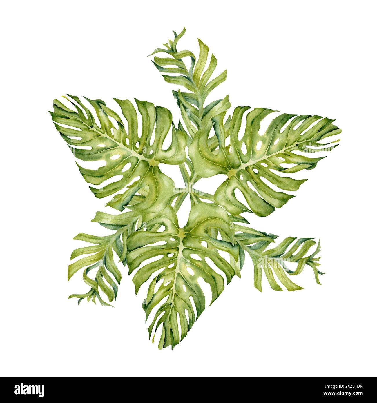 Composizione ad acquerello con foglie tropicali verdi. Monstera e banane rami trafilati a mano isolati su sfondo bianco. Illustrazione botanica Foto Stock