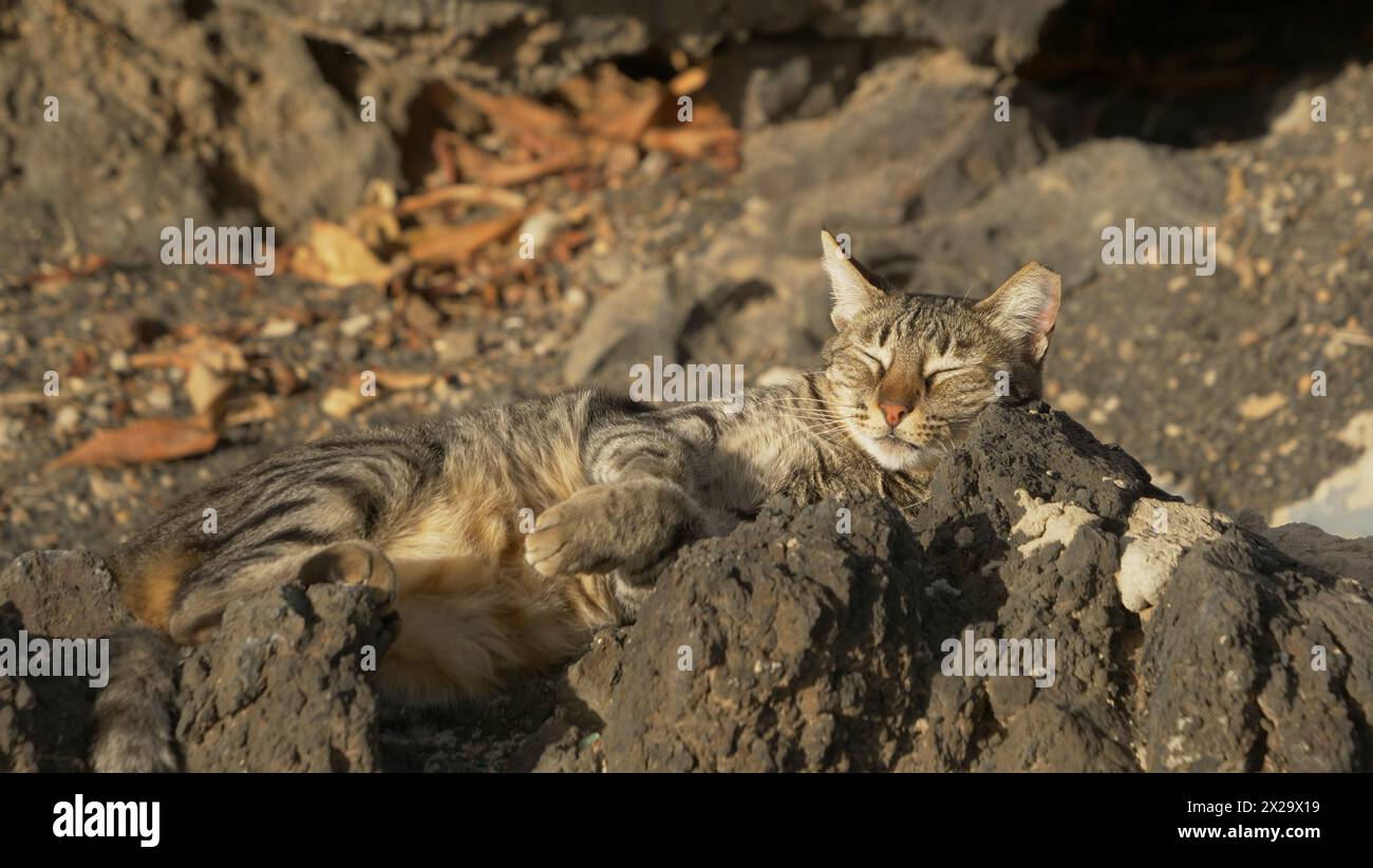 Puerto del Carmen, Lanzarote. Un gatto semi-selvatico si rilassa sulle rocce nel porto di Puerto del Carmen Foto Stock