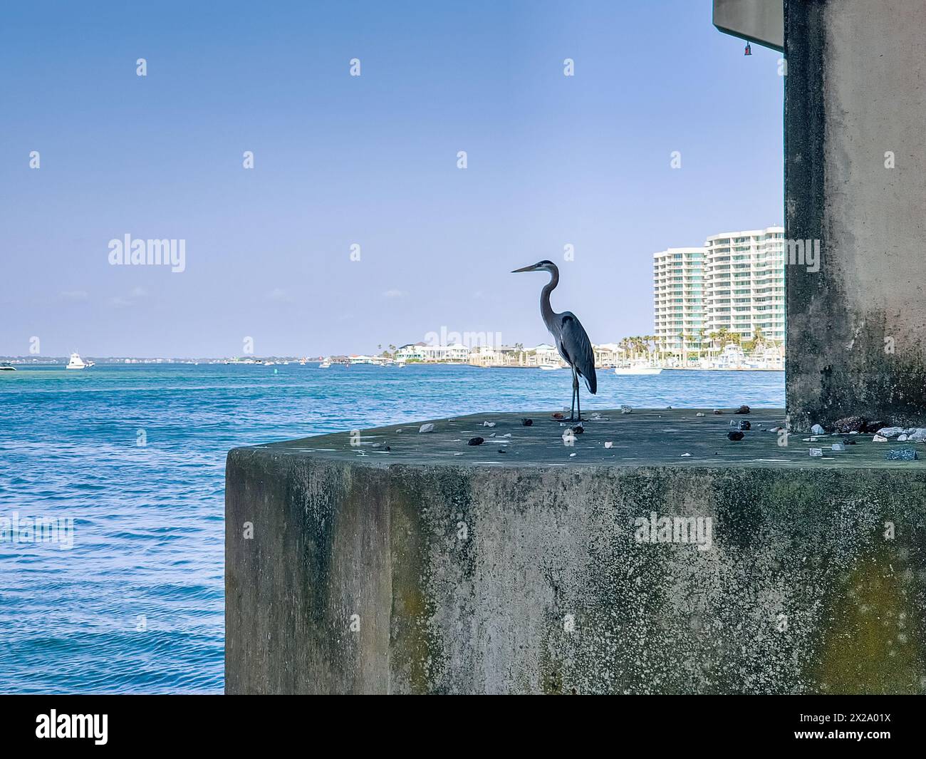 Great Blue Herons al Perdido Pass di Orange Beach, Alabama Foto Stock