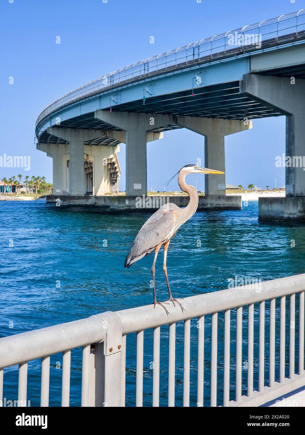 Great Blue Herons al Perdido Pass di Orange Beach, Alabama Foto Stock