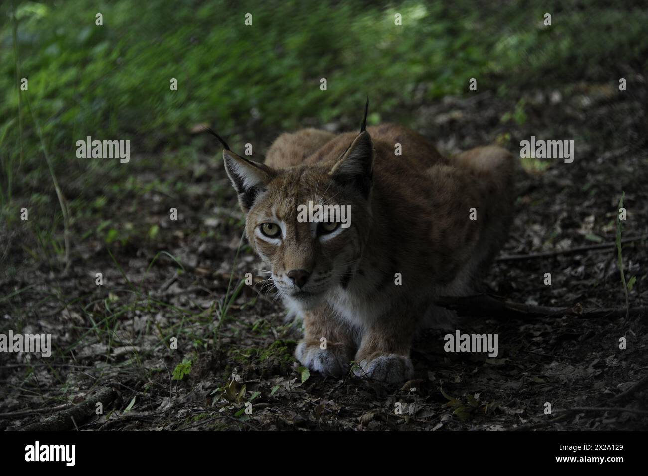 Impressionante Lynx, primo piano, Germania Foto Stock