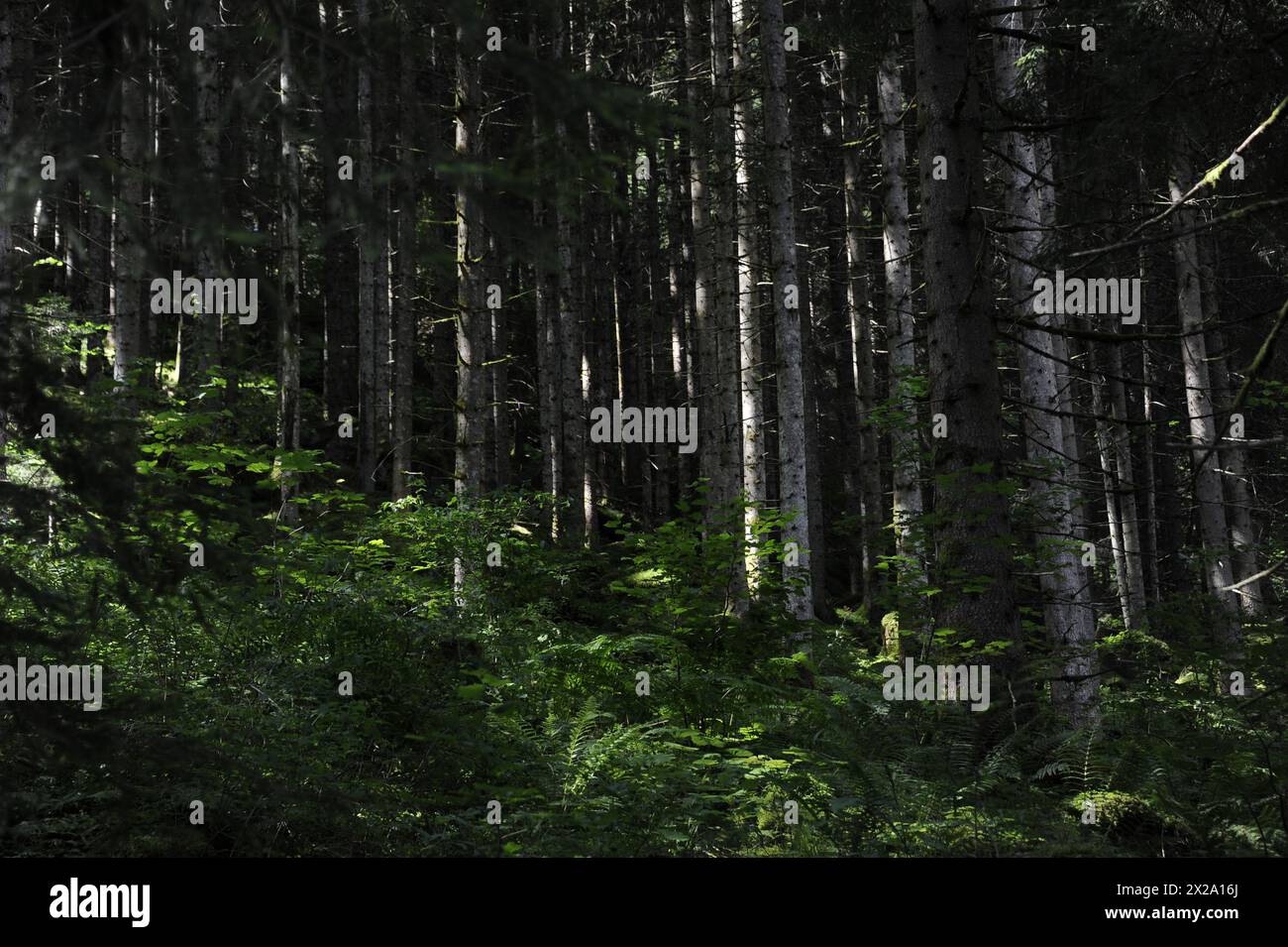 Paesaggi di montagna nel Vorarlberg, Austria Foto Stock