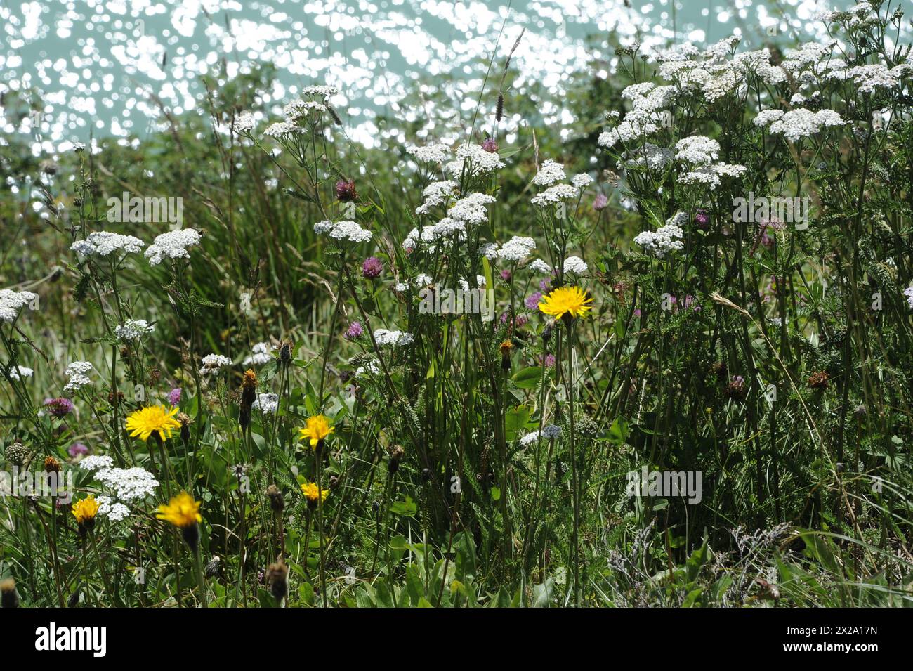 Paesaggi di montagna nel Vorarlberg, Austria Foto Stock