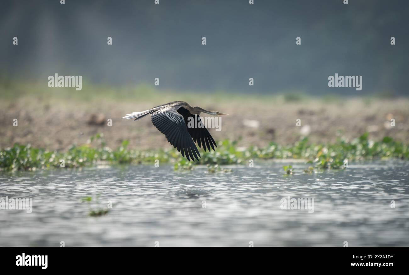 Un comune darter o un uccello serpente che vola in basso sopra un fiume. Foto Stock