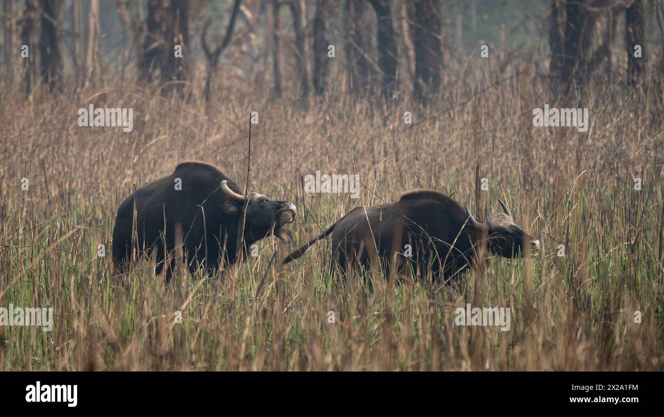 Bufali selvatici o gaur nell'erba marrone alta. Foto Stock Bufali selvatici o gaur nell'erba marrone alta. Foto Stock