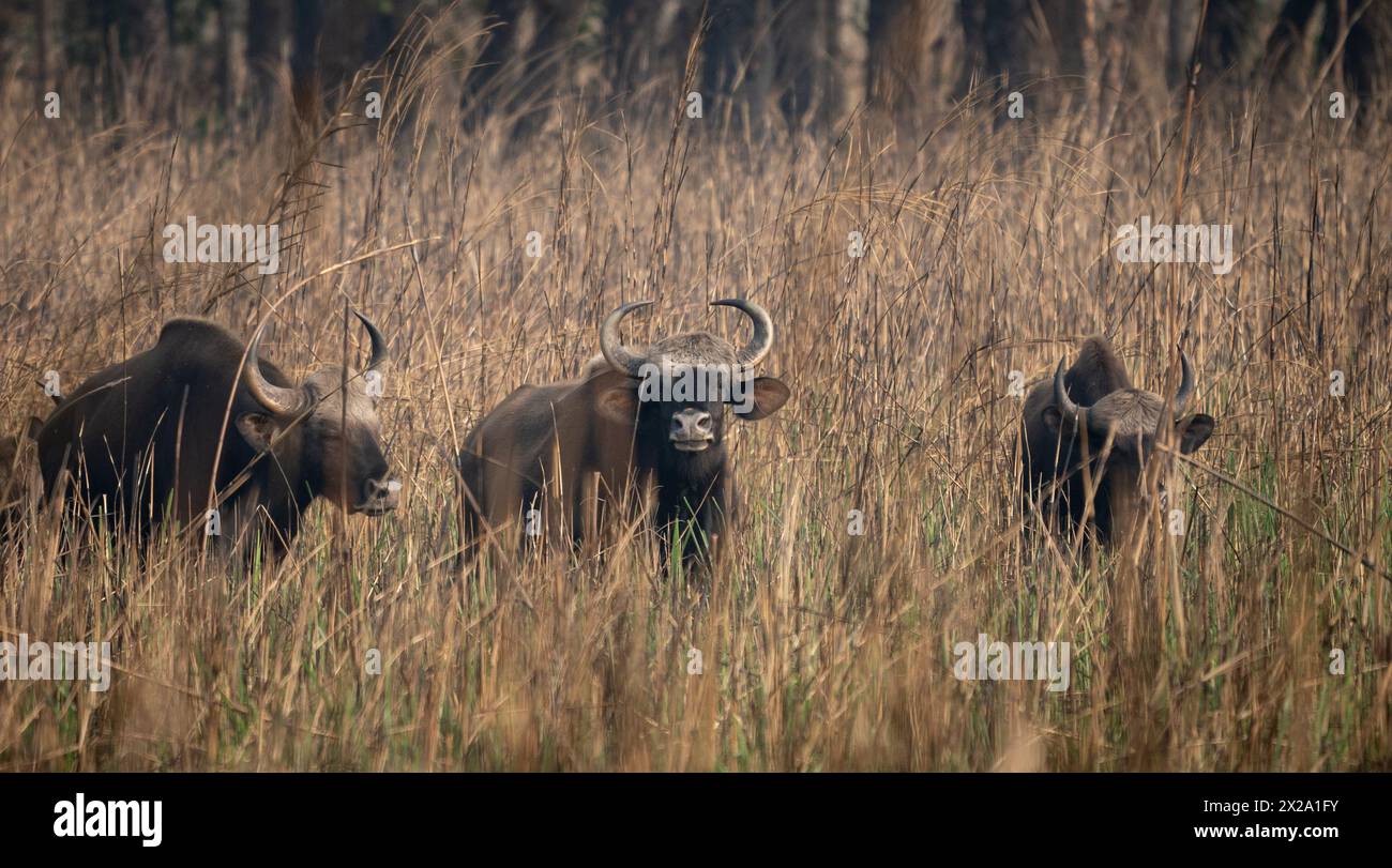 Bufali selvatici o gaur nell'erba marrone alta. Foto Stock Bufali selvatici o gaur nell'erba marrone alta. Foto Stock