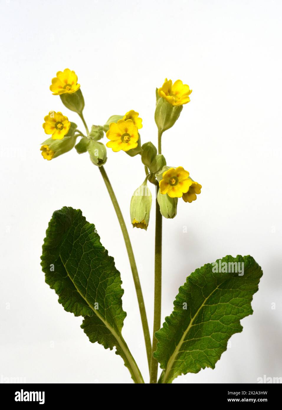 Schluesselblume, Primula veris, officinalis, ist eine Heilpflanze mit schoenen gelben Blueten und waechst wild. Cowslip, Primula veris, officinalis, io Foto Stock