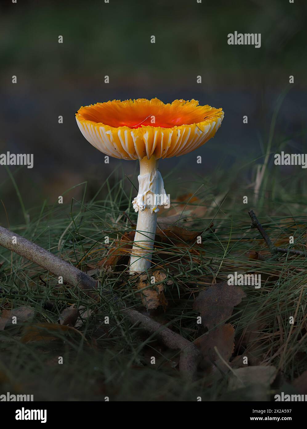 Amanita muscaria en la etapa adulta. Foto Stock