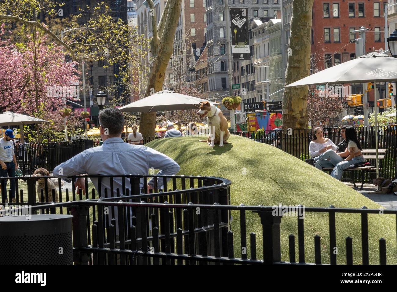 Il Madison Square Park in primavera è un'oasi urbana per turisti e newyorkesi per godersi la stagione 2024, New York City, Stati Uniti Foto Stock