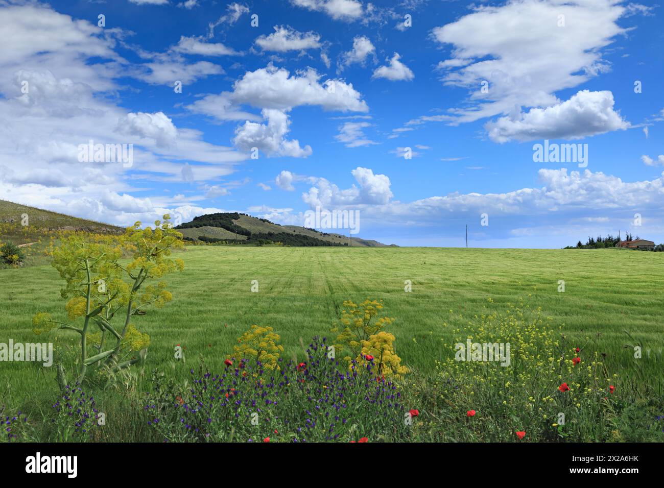 Primavera: Paesaggio collinare con verdi campi di grano in Puglia. Vista del Parco Nazionale dell'alta Murgia. Foto Stock