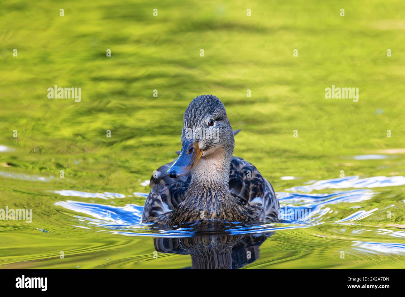 Anatra femminile che nuota verso la fotocamera (Anas platyrhynchos) Foto Stock