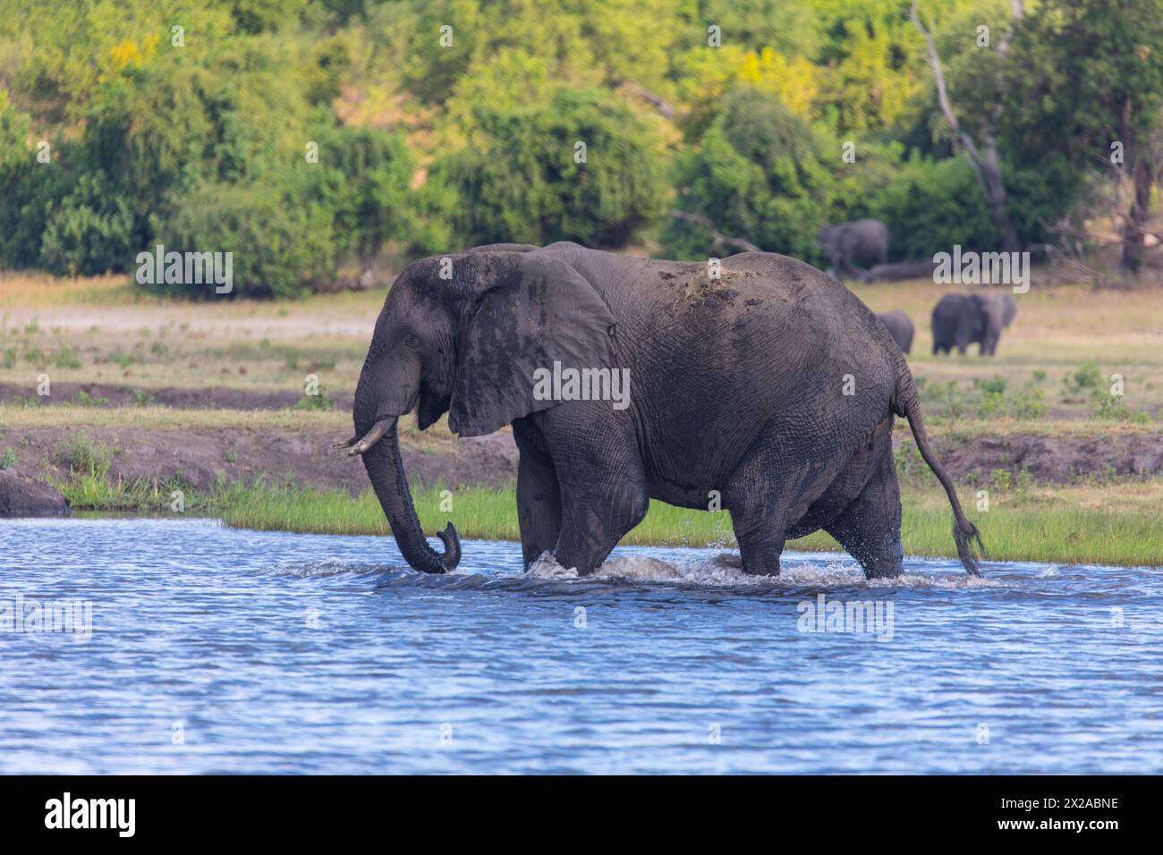 Un singolo elefante che fa il bagno e beve nel fiume Chobe. Parco nazionale del Chobe, Botswana, Africa. Concetto di viaggio e vacanza. Foto Stock