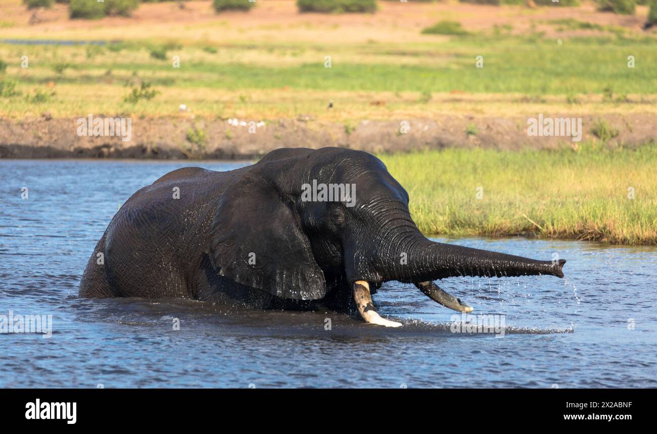 Un singolo elefante che fa il bagno e beve nel fiume Chobe. Parco nazionale del Chobe, Botswana, Africa. Concetto di viaggio e vacanza. Foto Stock