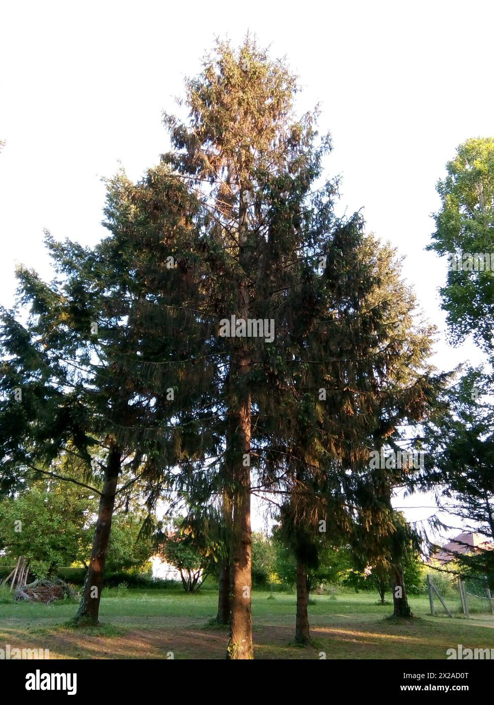 Une rangée de sapins dans l'Yonne, Francia Foto Stock