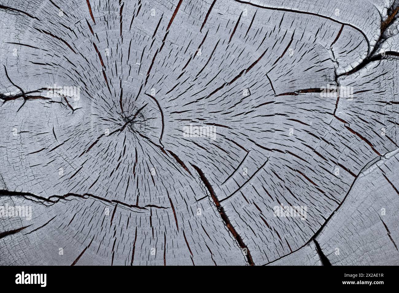 Sezione trasversale di un tronco di noce carbonizzato Foto Stock