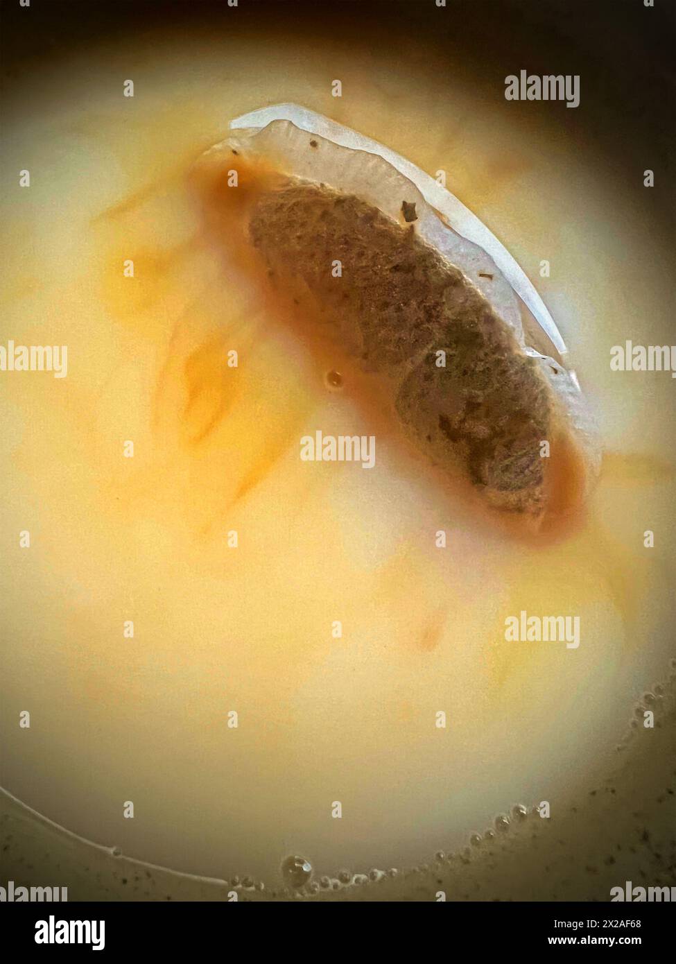 Bustina di tè in tazza Foto Stock