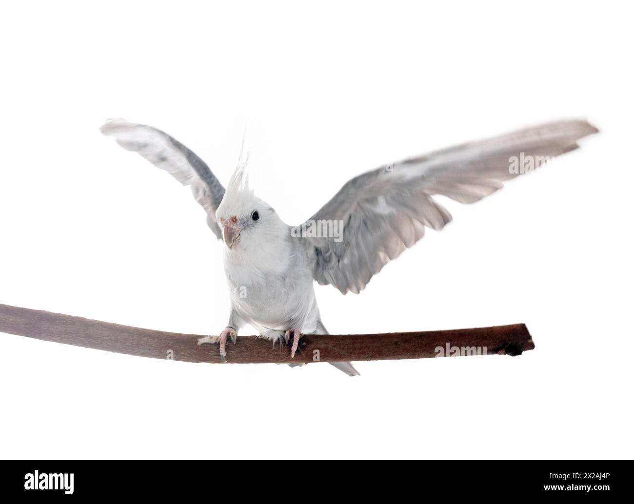 Femmina cockatiel grigio davanti a uno sfondo bianco Foto Stock