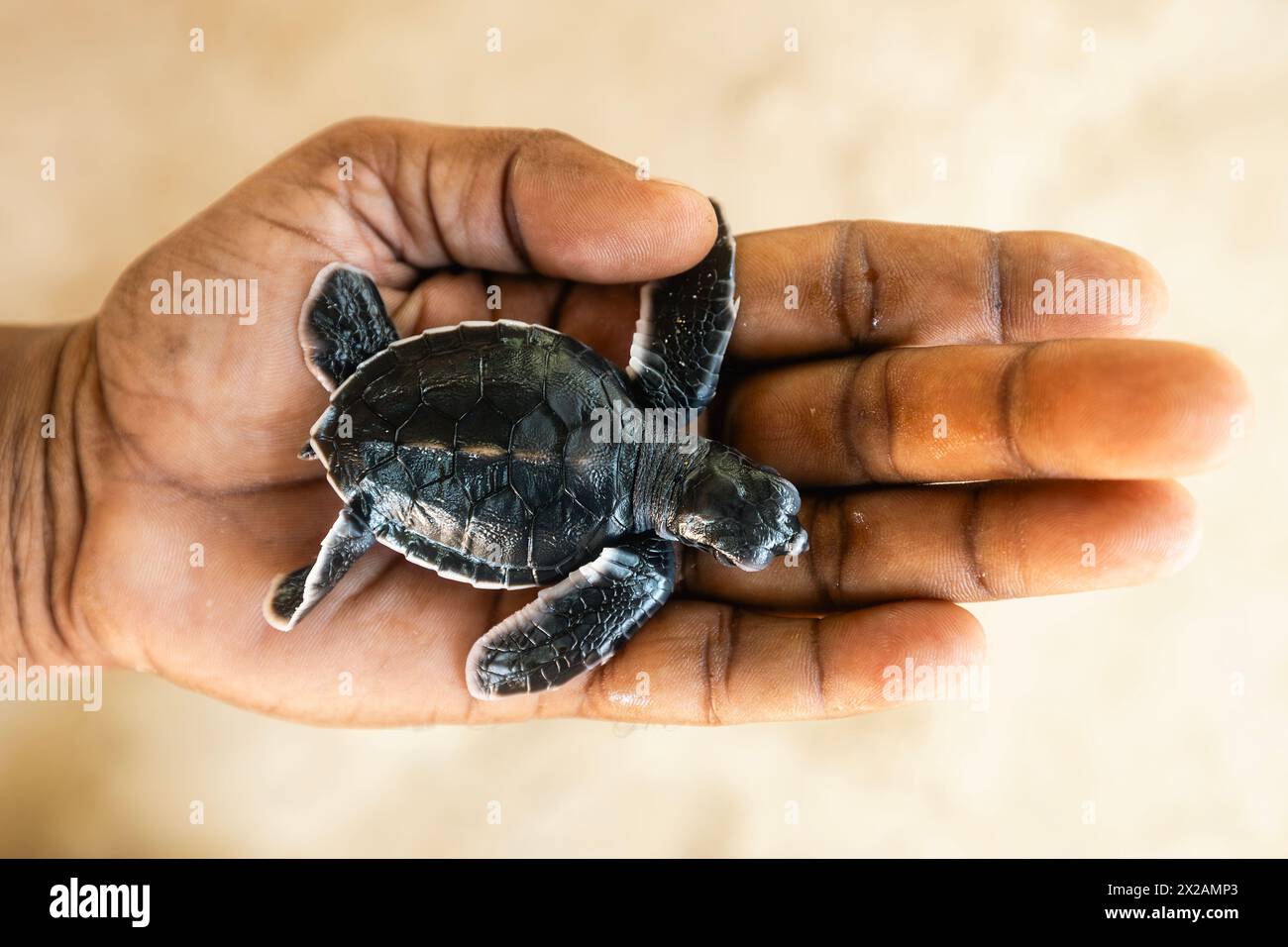 Tartaruga marina appena nata sulla palma umana. Salvataggio di una tartaruga di un giorno in Sri Lanka Foto Stock