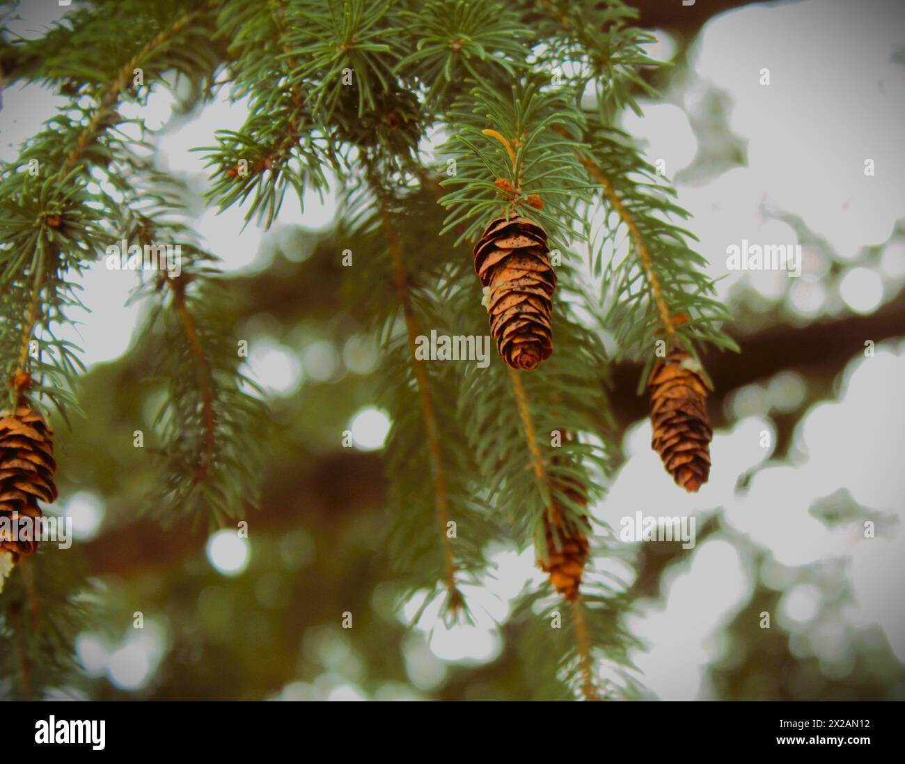 Abete bianco con i suoi coni (Picea sitchensis), Londra, Ontario, Canada. Foto Stock