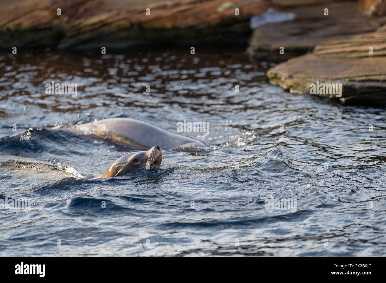 Giocoso leone marino californiano (Zalophus californianus) che nuota in acqua. Foto Stock
