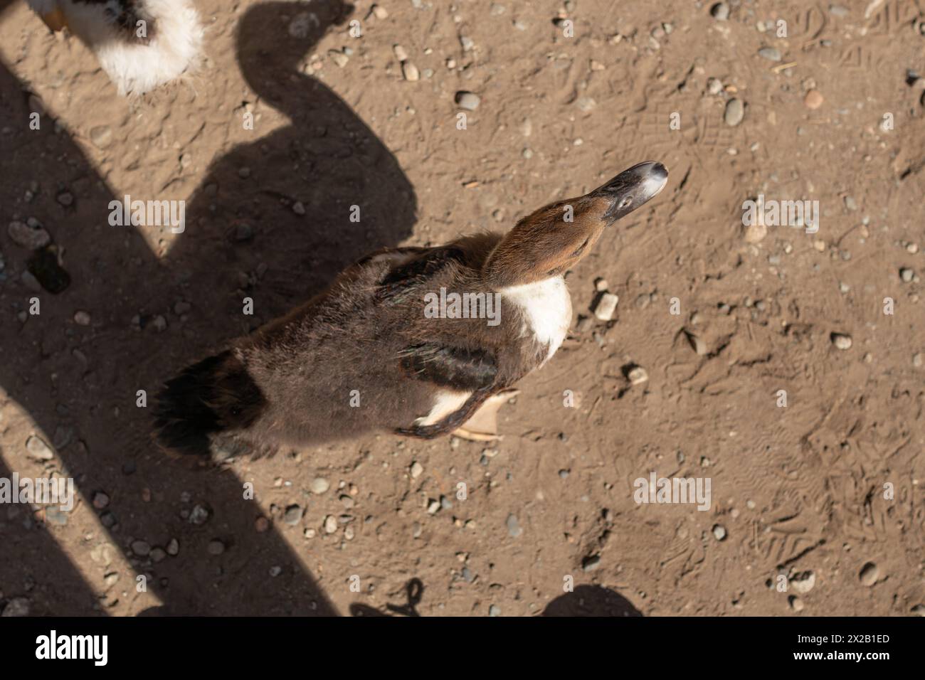 Anatra marrone in piedi su una superficie di terra sporca Foto Stock