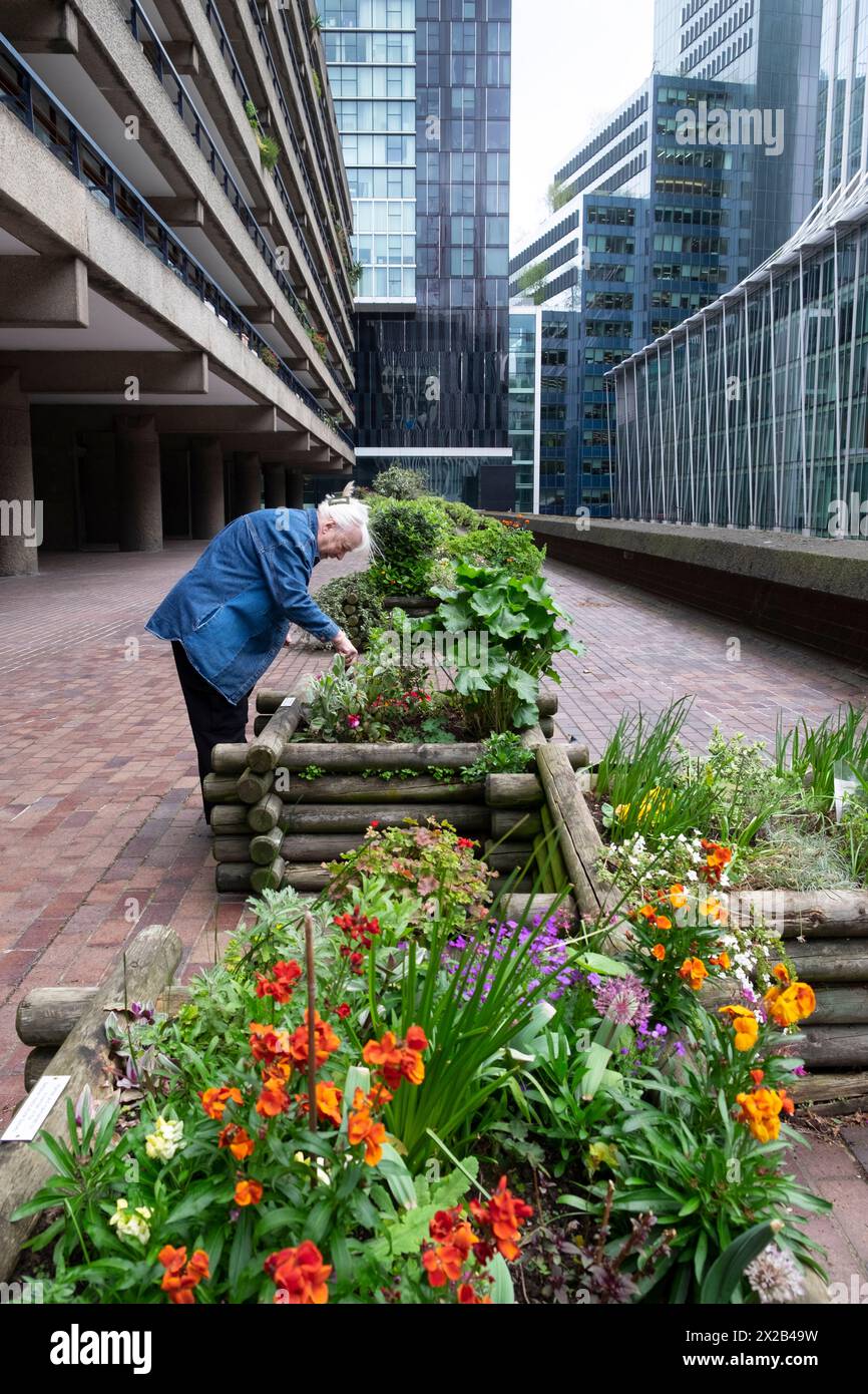 Donna anziana che giardinaggio fuori Barbican Estate appartamenti fiori da parati che crescono in piantagioni di legno contenitori in primavera City of London UK KATHY DEWITT Foto Stock