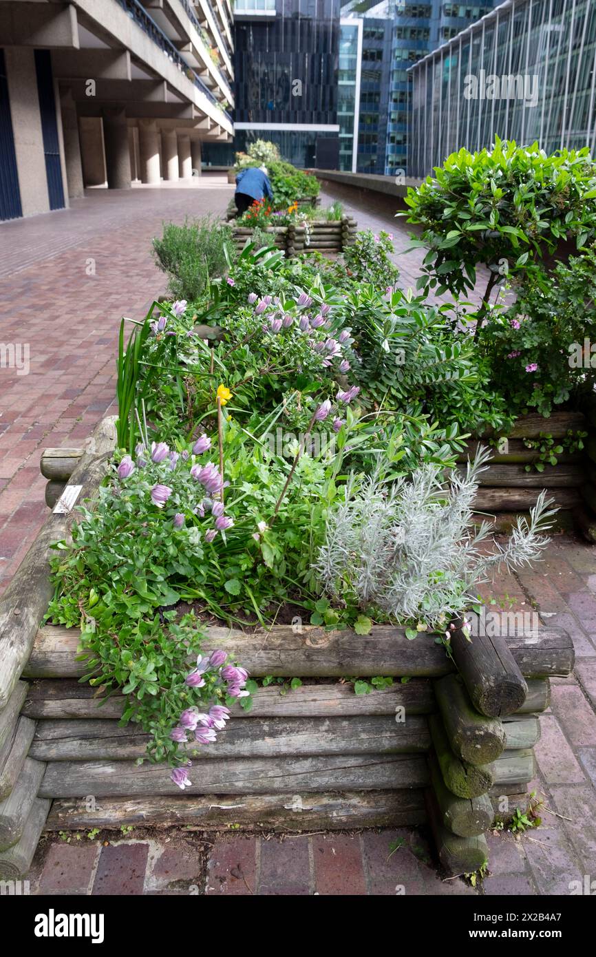 Vista verticale di piante da giardino fiori che crescono in contenitori di legno nella Barbican Estate nella City di Londra in primavera Inghilterra Regno Unito KATHY DEWITT Foto Stock