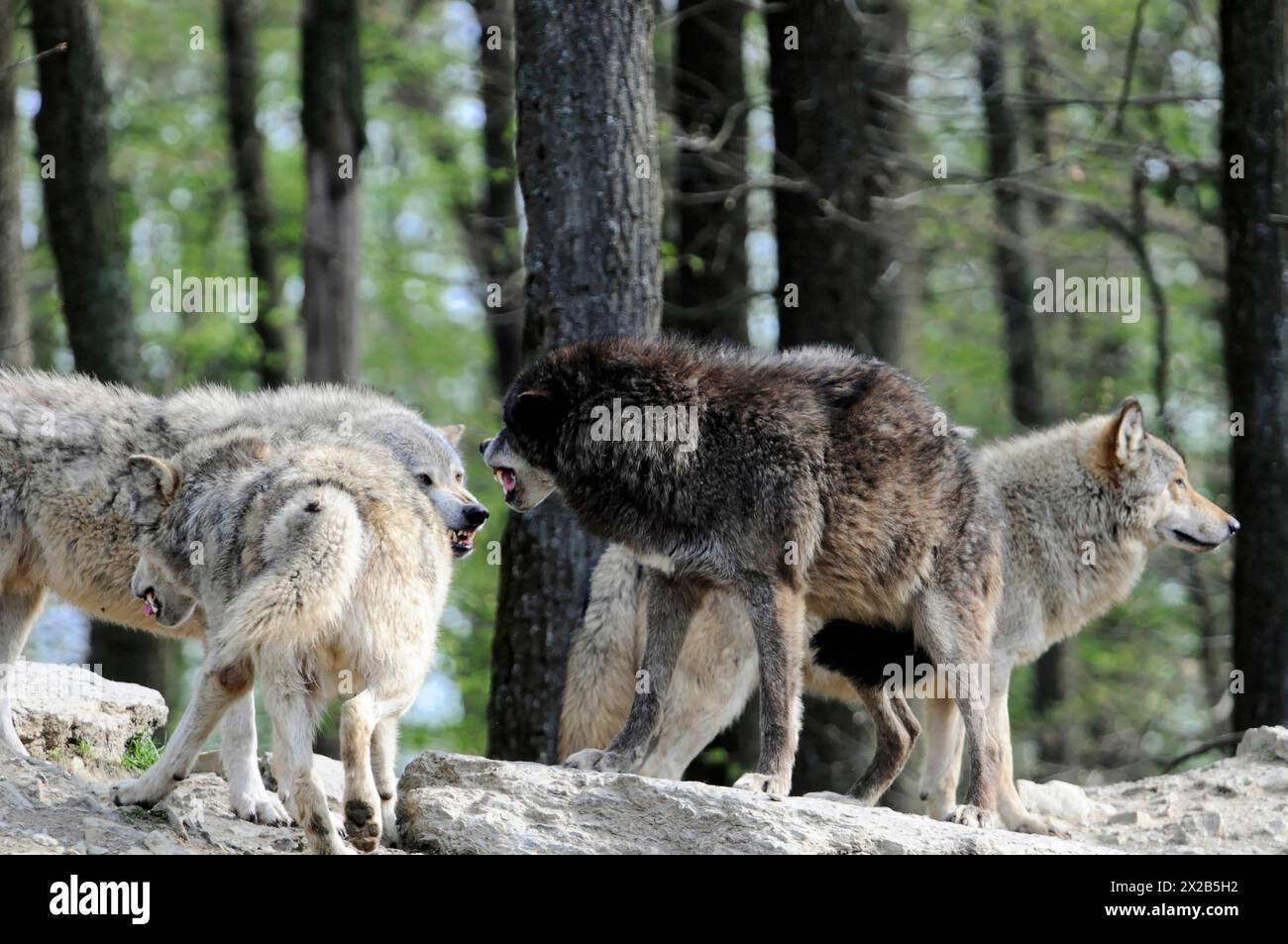 Lupo della valle di Mackenzie (Canis lupus occidentalis), prigioniero, Germania, Europa, tre lupi su una roccia comunicano tra loro nella foresta, Tierpark Foto Stock Lupo della valle di Mackenzie (Canis lupus occidentalis), prigioniero, Germania, Europa, tre lupi su una roccia comunicano tra loro nella foresta, Tierpark Foto Stock