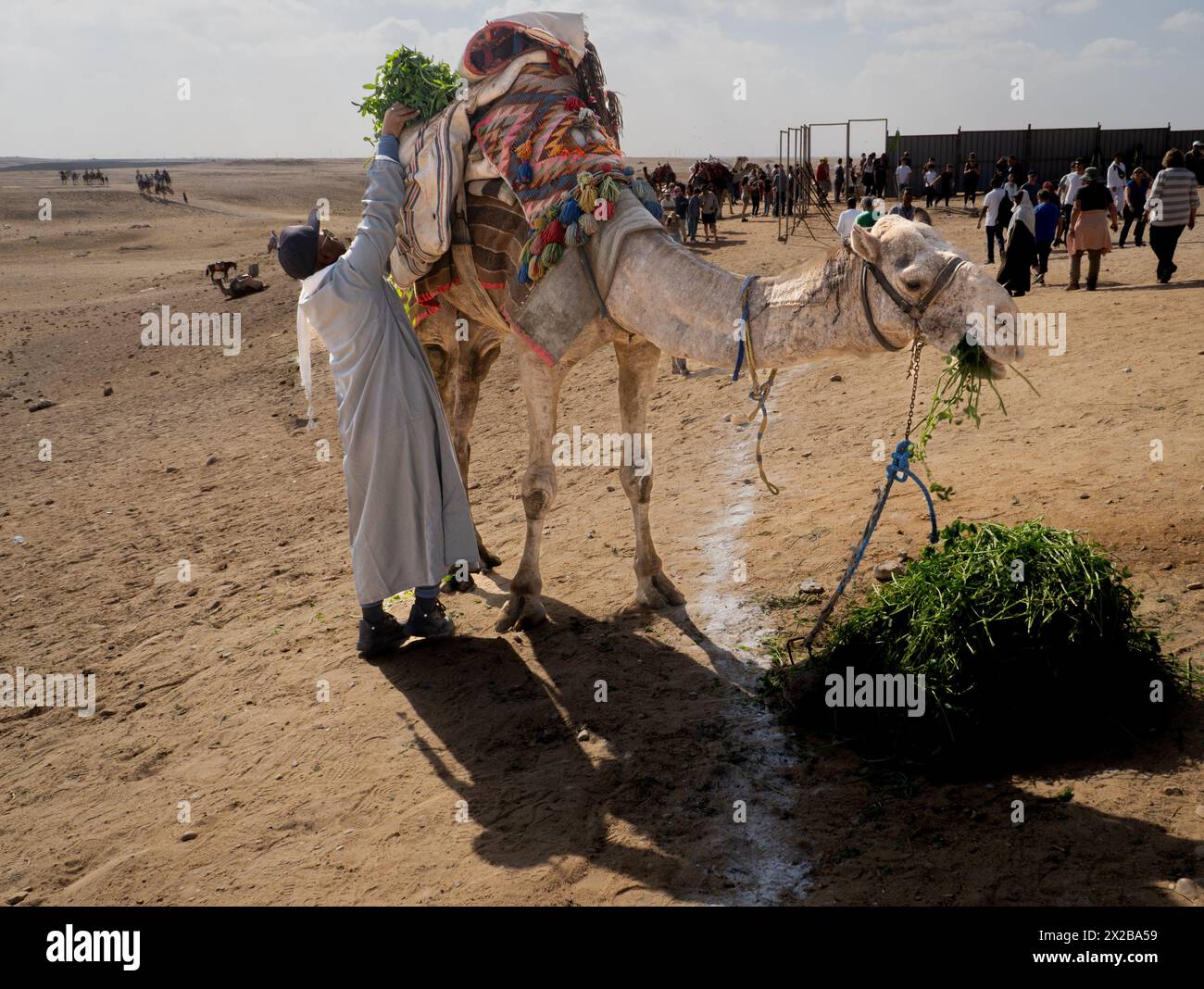 Altopiano di Giza, Egitto - 3 gennaio 2024: Uomo egiziano che dà da mangiare ai suoi cammelli verdi freschi sull'altopiano di Giza vicino alle piramidi Foto Stock
