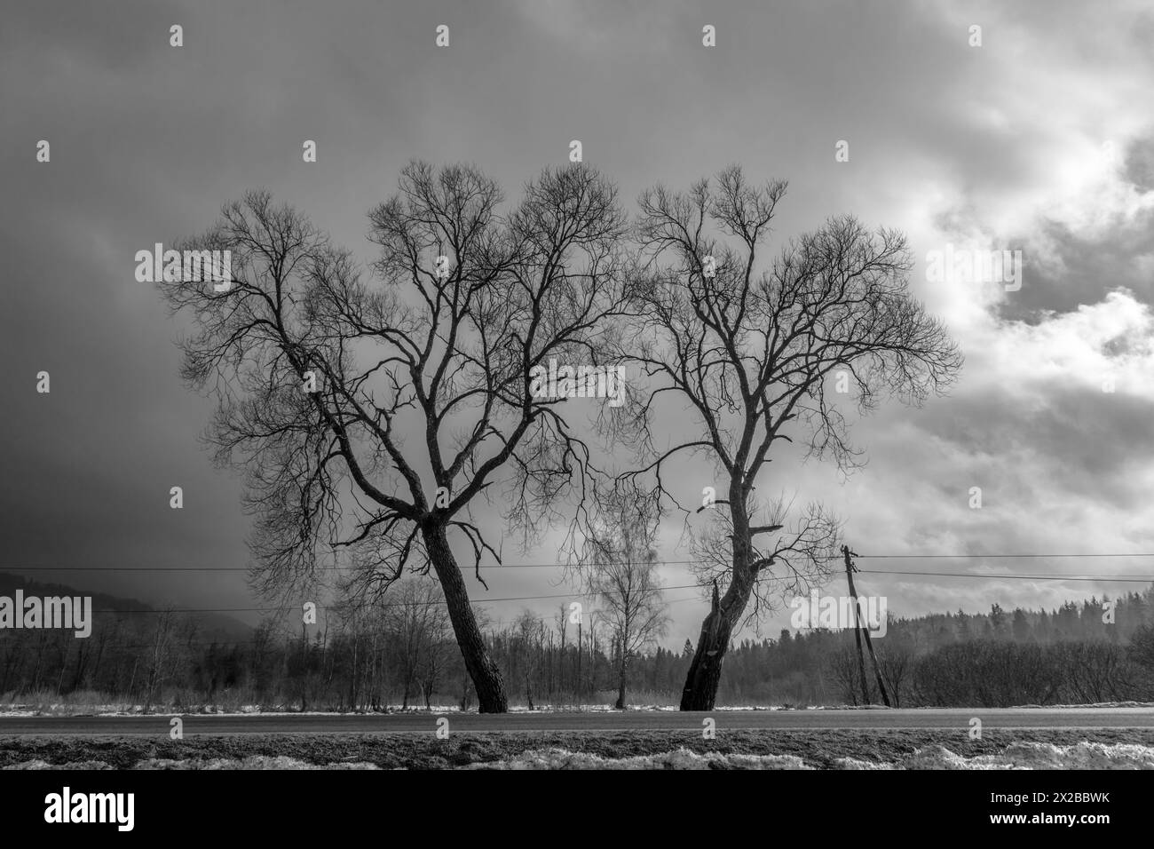 Due alberi senza foglie sulle montagne di Bieszczady. Polonia, Europa. Foto Stock