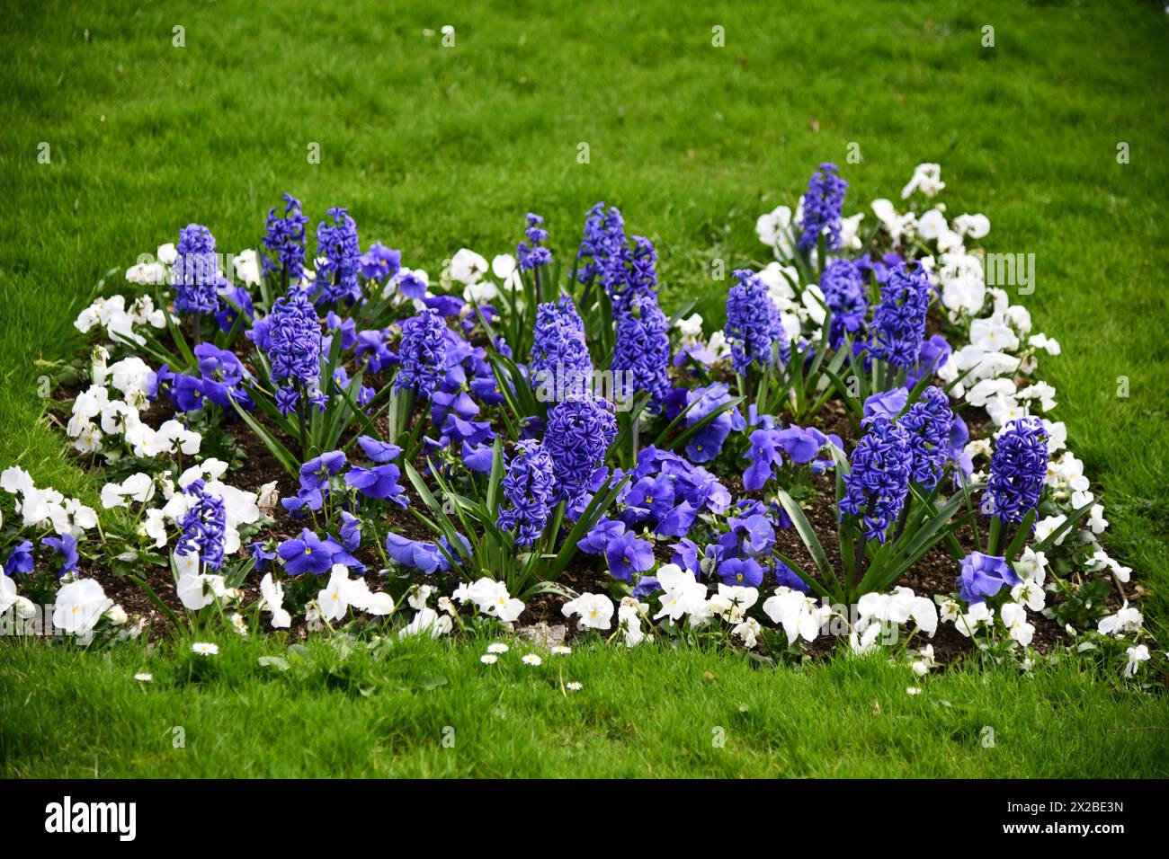 giacinti blu in combinazione con violette con corna bianche Foto Stock