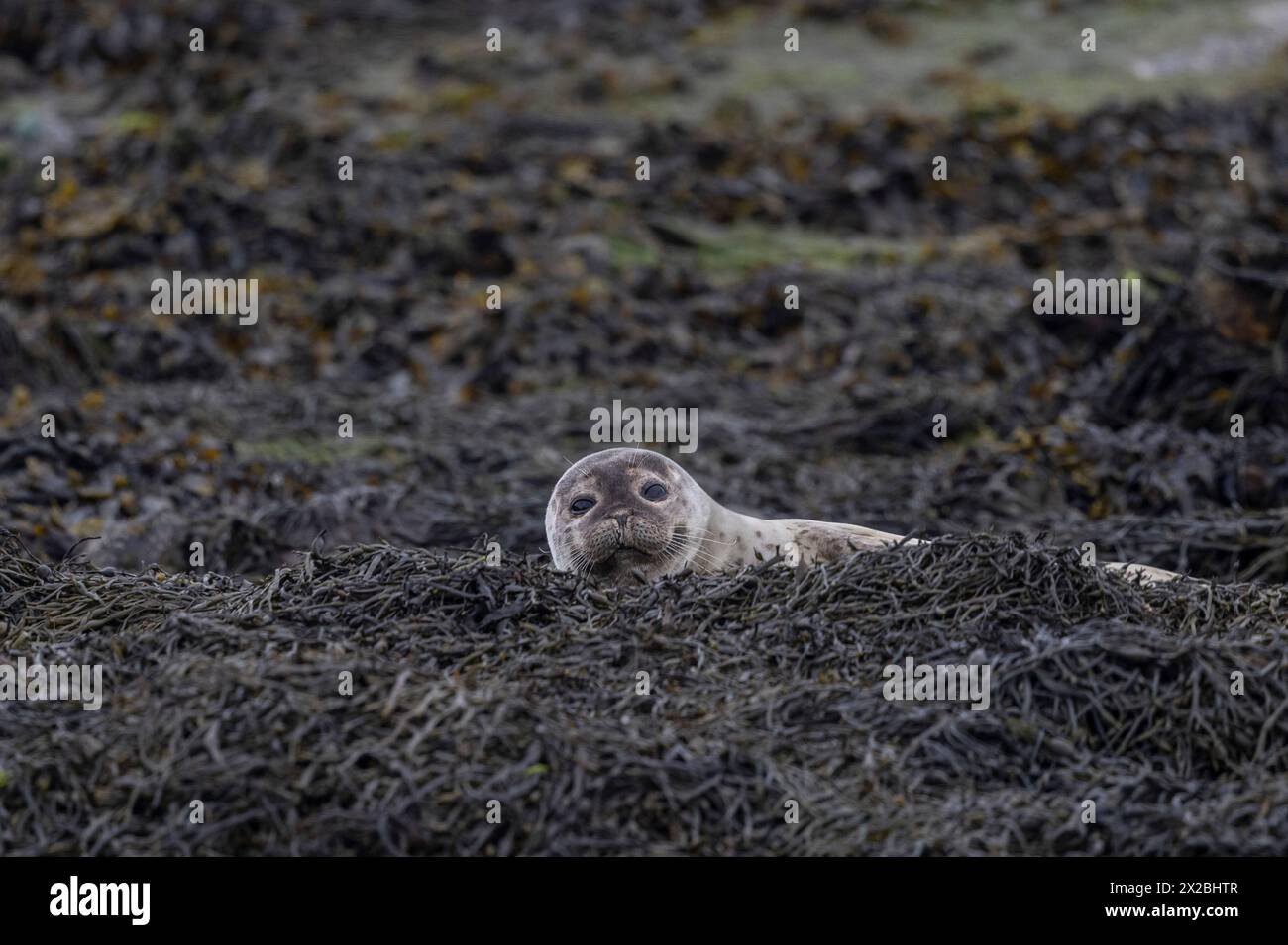 Foche a Shapinsay, Isole Orcadi Foto Stock