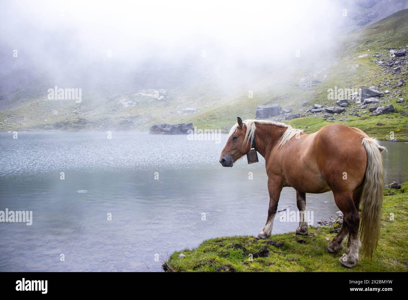 Un cavallo marrone ed elegante che cammina intorno alla montagna in cerca di acqua sul lago, mentre le nuvole sono dietro creando uno scenario misterioso Foto Stock